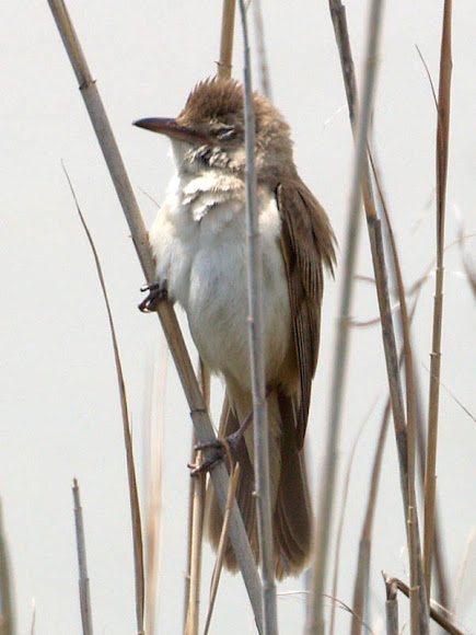 Spotting Image 1