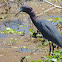 Little Blue Heron