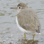 Spotted Sandpiper