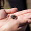 California Newt