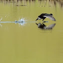 coot