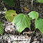 Striped or Goosefoot Maple