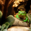Green tree frog