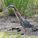Green Heron