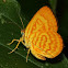 Unidentified Butterfly Moth
