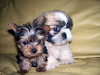 Maltes Yorkshire Caniches  Vacunados Cachorros