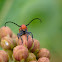 Red Milkweed Beetle
