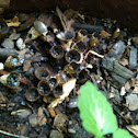 Uncapped fungi