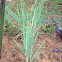Lemon grass