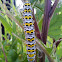 The Mullein