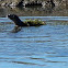 River Otter