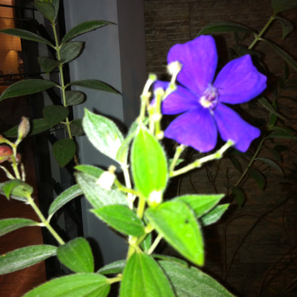 Spotting Image 1