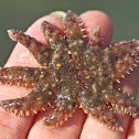 Sunflower star