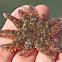 Sunflower star