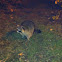 Raccoon