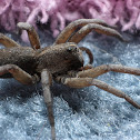 Wolf Spider