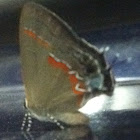 Red-banded Hairstreak
