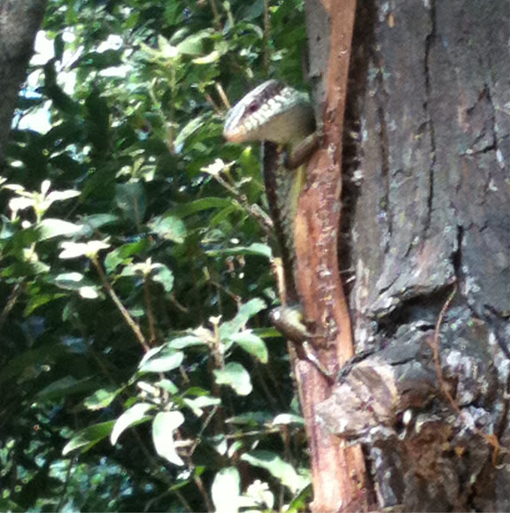 Spotting Image 1