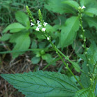 White Vervain