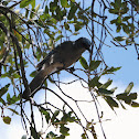 Western Scrub-Jay