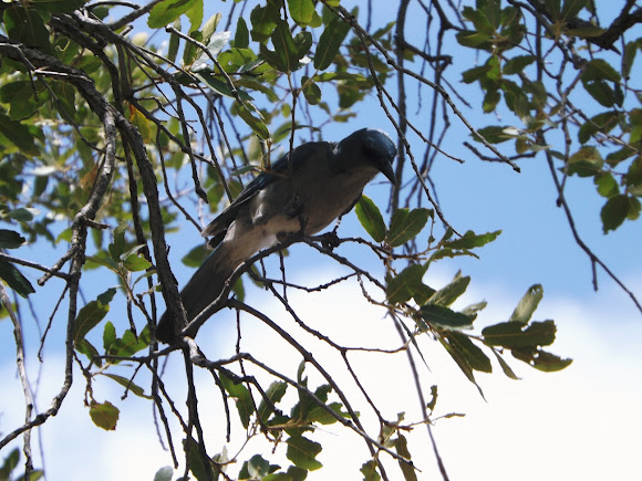 Spotting Image 1