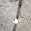 Baby bird egg