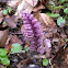 Common toothwort, Schuppenwurz