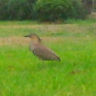 Malayan Night Heron