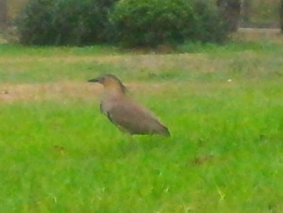 Spotting Image 1