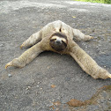 Three-toed sloth