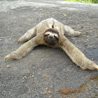 Three-toed sloth