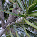 Unnamed spotting