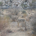 Coyote