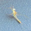 Mayfly