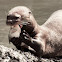 Giant otter