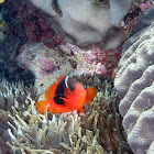 Fire Clownfish