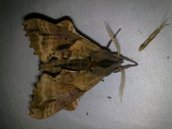 Spotting Image 1