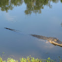American alligator
