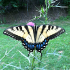 Eastern Tiger Swallowtail (female)