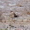 Collared Pratincole; Canastera