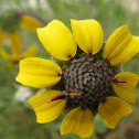 Chocolate daisy flower