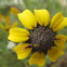 Chocolate daisy flower
