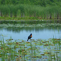 Red-winged Blackbird