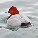 Common Pochard/Fuligule milouin