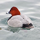 Common Pochard/Fuligule milouin
