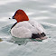 Common Pochard/Fuligule milouin