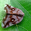 Ricaniid planthopper