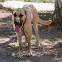 Kangal Dog