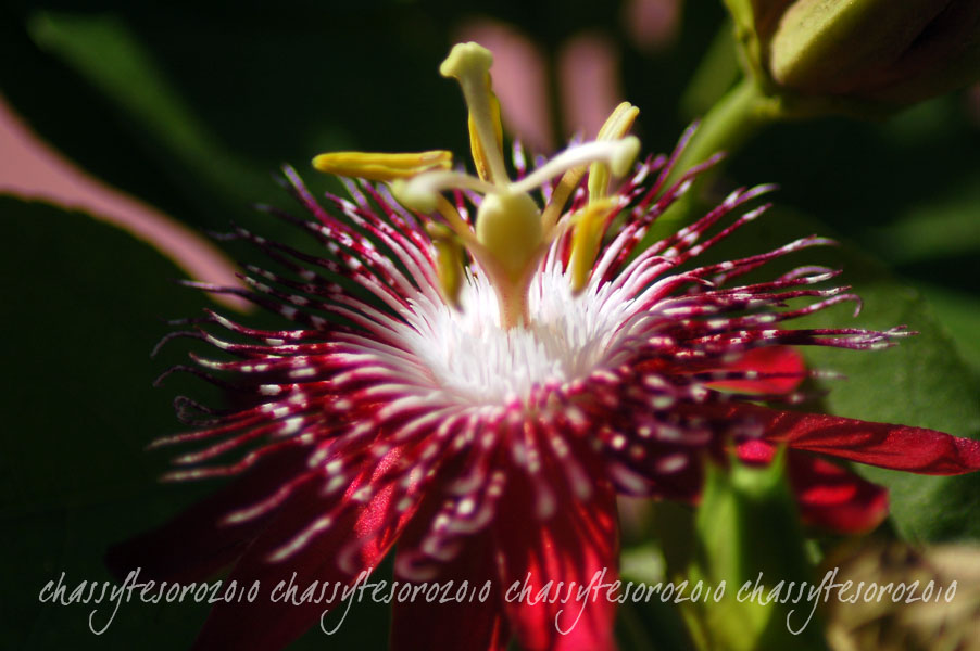 Passion Flower