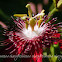 Passion Flower